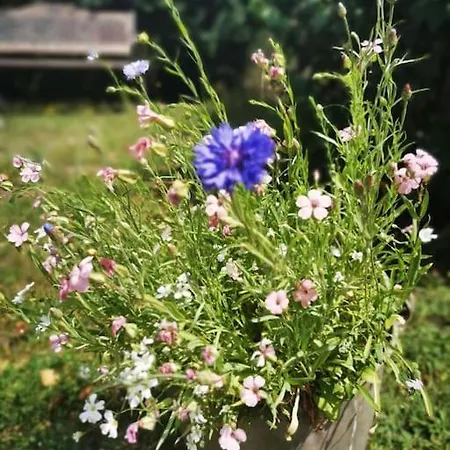 公寓 Kleine Auszeit Im Seenland