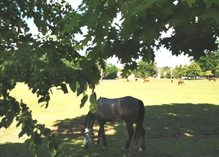 Daire Kleine Auszeit Im Seenland Hohenbocka